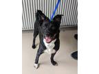 Adopt Rocko a Black - with White Border Collie / Feist / Mixed dog in Sparta