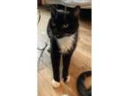 Adopt Dolly Parton a Black & White or Tuxedo Domestic Shorthair (short coat) cat