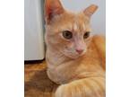 Adopt Red a Orange or Red Tabby Domestic Shorthair (short coat) cat in Houston
