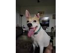 Adopt Atlas a White - with Brown or Chocolate American Staffordshire Terrier /