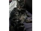 Adopt Winston a Brown Tabby Tabby / Mixed cat in Conroe, TX (38701425)