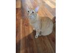 Adopt Pumpkin a Orange or Red Tabby Tabby / Mixed (medium coat) cat in Stone