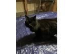 Adopt Friend a All Black Maine Coon / Mixed (long coat) cat in Oakley