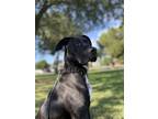 Adopt Paddy a Black Cane Corso / Labrador Retriever / Mixed dog in Hanford