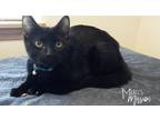 Adopt Elwood 1417G-14 a All Black Domestic Shorthair (short coat) cat in Mead