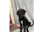 Adopt Cole a Black - with White Labrador Retriever / Mixed Breed (Medium) /