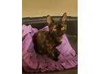 Adopt Niblet a Tortoiseshell Domestic Shorthair / Mixed (short coat) cat in