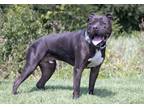 Adopt Ghost a Black American Pit Bull Terrier / Mixed dog in Westampton