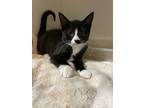 Adopt Milkshake a Black & White or Tuxedo Domestic Shorthair (short coat) cat in