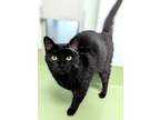 Adopt Demi a All Black Domestic Shorthair / Domestic Shorthair / Mixed cat in