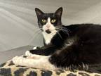 Adopt Justice (at PetSmart) a All Black Domestic Shorthair / Domestic Shorthair