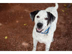 Adopt Ken a White Australian Cattle Dog / Mixed dog in Sedona, AZ (38737174)