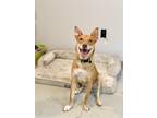 Adopt Carswell a Tan/Yellow/Fawn Labrador Retriever / Mixed dog in Phoenix