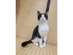 Adopt Thing 2 a All Black Domestic Shorthair / Domestic Shorthair / Mixed cat in
