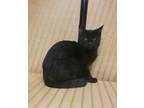 Adopt Coffee a All Black Domestic Shorthair / Domestic Shorthair / Mixed cat in