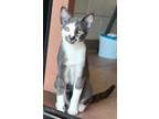 Adopt Levi a Gray or Blue Domestic Shorthair / Domestic Shorthair / Mixed cat in