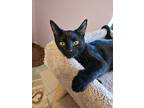 Adopt Ebony a All Black Domestic Shorthair / Domestic Shorthair / Mixed cat in