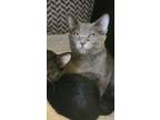 Adopt Popeye a Gray or Blue Domestic Shorthair / Domestic Shorthair / Mixed cat