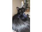 Adopt Moonpie a All Black Domestic Longhair / Domestic Shorthair / Mixed cat in