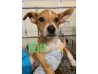 Adopt Kitt a White - with Brown or Chocolate Cattle Dog / Mixed dog in Phoenix