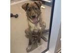 Adopt Jedd a Brindle Mixed Breed (Large) / Mixed dog in Dallas, TX (38788231)