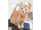 Adopt Fadey a Orange or Red Domestic Shorthair / Domestic Shorthair / Mixed cat