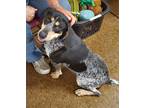 Adopt Hickory a Tricolor (Tan/Brown & Black & White) Bluetick Coonhound / Mixed