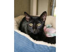 Adopt Reed a All Black Domestic Shorthair / Domestic Shorthair / Mixed cat in