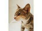 Adopt Tahini a Gray or Blue Domestic Shorthair / Domestic Shorthair / Mixed cat