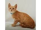 Adopt Dusty a Tan or Fawn Domestic Shorthair / Domestic Shorthair / Mixed cat in