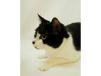 Adopt Breezy a All Black Domestic Shorthair / Domestic Shorthair / Mixed cat in