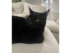 Adopt Filfil a Black (Mostly) American Shorthair / Mixed cat in Farmington