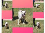 Adopt Blanche/Pup2 a White Boxer / Mixed dog in St. Martinville, LA (38706699)