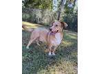Adopt Rusty a Tan/Yellow/Fawn Dachshund / Mixed dog in Moultrie, GA (38984304)