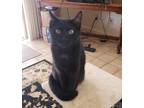 Adopt Luna a All Black Domestic Shorthair / Mixed (medium coat) cat in Rimrock