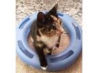 Adopt Delilah a Calico or Dilute Calico Domestic Shorthair (short coat) cat in