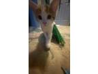 Adopt Pum a Orange or Red Tabby Tabby / Mixed cat in Dade City, FL (38742434)
