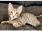 Adopt Wyatt a Tiger Striped Domestic Shorthair (short coat) cat in Lebanon