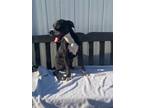Adopt Jimmy Pesto a Black Mixed Breed (Small) / Mixed dog in Chamblee