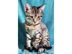 Adopt Zoey a Tiger Striped Domestic Shorthair (short coat) cat in Lebanon
