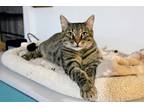 Adopt Sonya - Adoption Center a Brown Tabby Domestic Shorthair (short coat) cat