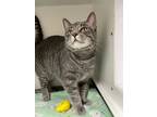 Adopt Lindsay a Gray or Blue Domestic Shorthair / Domestic Shorthair / Mixed cat