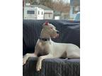 Adopt Ace a White - with Black American Staffordshire Terrier / Mixed dog in