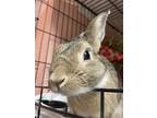 Adopt Habanero a Chocolate Other/Unknown / Mixed rabbit in Key West