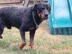 Adopt Manny a Black Rottweiler / Mixed dog in League City, TX (38983961)