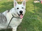 Adopt Yeti a White Husky / Mixed dog in Hayward, WI (38947938)