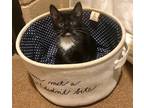 Adopt Leiah a All Black Domestic Shorthair / Domestic Shorthair / Mixed cat in