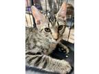 Adopt Magnus a Brown or Chocolate Domestic Shorthair / Domestic Shorthair /