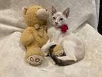 Adopt Dior a Cream or Ivory (Mostly) Siamese (short coat) cat in Metairie