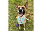 Adopt Marmalade a Brown/Chocolate Shepherd (Unknown Type) / Mixed dog in San